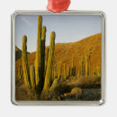 Search for baja christmas tree decorations Landscape