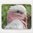 Search for galah mouse mats Cockatoo