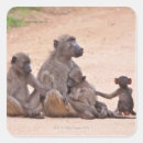 Search for baboon stickers Animal