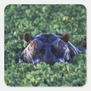 Search for masai stickers Adam jones