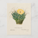 Search for agave postcards Cactus