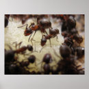 Search for ant posters Photograph