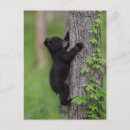 Search for bears climbing trees postcards Wildlife