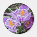 Search for crocuses magnets Plants