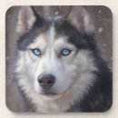 Search for siberian coasters Siberian husky dog