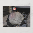 Search for fowl postcards Poultry