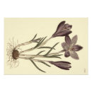 Search for purple crocus posters Botanical