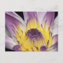 Search for flower petals postcards Close up