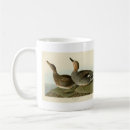 Search for gadwall Bird