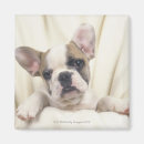 Search for often magnets Dog