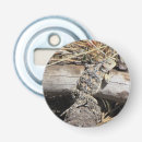 Search for horned lizard Reptile