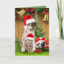 Search for pet lover christmas cards Cats