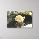 Search for yawn canvas prints Wildlife