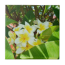 Search for frangipani tiles White