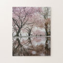 Search for blooming sakura tree Japanese