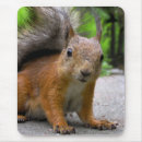 Search for squirrel mouse mats rodent
