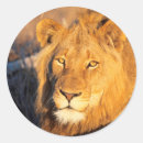 Search for lion picture stickers Animal