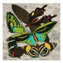 Search for papillon vintage posters Insects