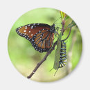 Search for monarchs magnets Queen