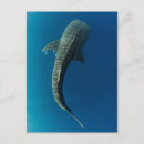 Search for danita delimont postcards Whale shark