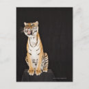 Search for tiger roaring postcards Aggression