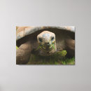Search for tortoise canvas prints Marine life