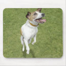 Search for jack russell electronics White