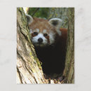 Search for panda bear postcards Cub