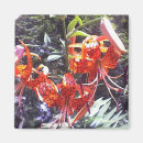 Search for tiger lily magnets Flower