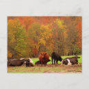 Search for hereford cow postcards Bull