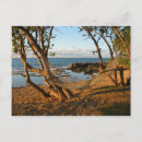 Search for dreamland postcards Nature