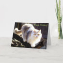 Search for maine coon cat birthday cards Cats