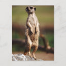 Search for meerkat postcards Vertical
