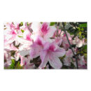 Search for white azalea posters Blossoms