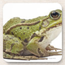 Search for commons barware Animal