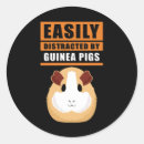 Search for guinea pigs stickers Piggy