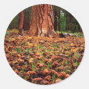 Search for old tree stickers Blue