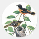 Search for orioles stickers Nature