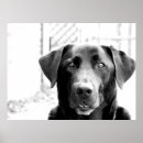 Search for black lab art Animals