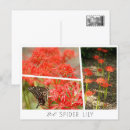 Search for red spider Flower