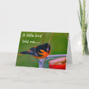 Search for oriole cards invites Photography