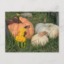 Search for gourd postcards Fall