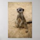 Search for mongoose posters Wildlife