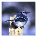 Search for passerines posters Blue
