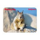 Search for gray squirrel magnets Wildlife