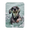 Search for paddling magnets Dog