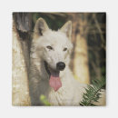 Search for arctic wolf magnets Nature