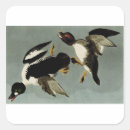 Search for wild duck stickers Nature