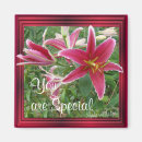 Search for lilly magnets Lilies