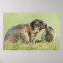 Search for marmot posters Woodchuck